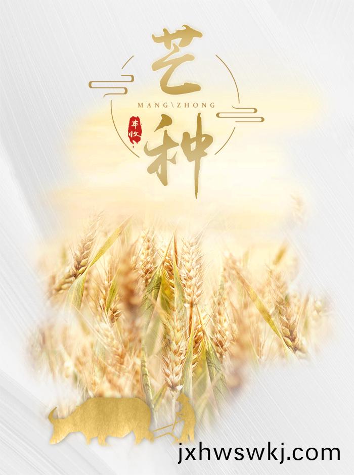 芒(mang)種(zhong)